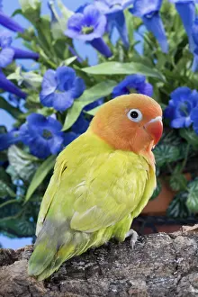 Fischeri: Dilute Fischer's Lovebird