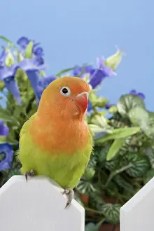 Fischeri: Dilute Fischer's Lovebird