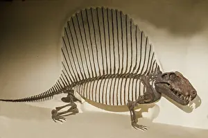 Permian: Dimetrodon Grandis