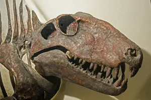 Permian: Dimetrodon Grandis