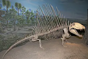 Permian: Dimetrodon Skeleton