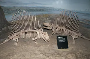 Permian: Dimetrodon Skeletons