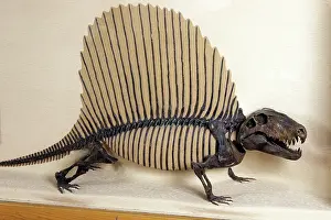 Permian: Dimetrodon - Synapsid - more closely related to
