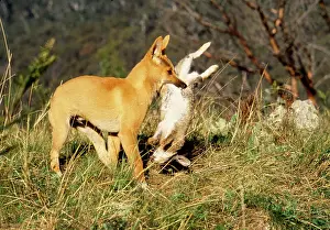 Dingo: Dingo - 3 month old pup carrying freshly killed Rabbit