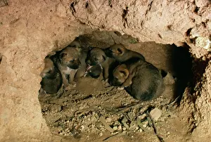 Dingo: DINGO - 3 week old pups in den