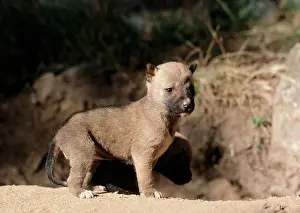 Dingo: Dingo - 3 week old pups outside den