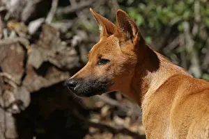 310517: Dingo A1353