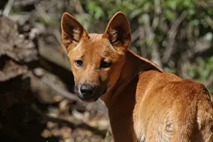 310517: Dingo A1354