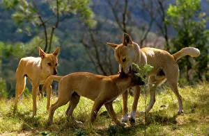 Submission: Dingo - Adult biting a juvenile's neck gently