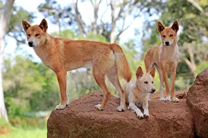 Phillip: Dingo, three adult dingos (Canis familiaris dingo)