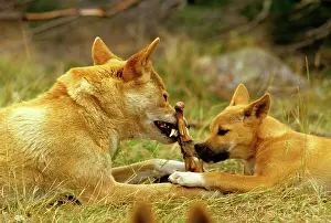 Sharing: Dingo - Adult male sharing food with three month old pup
