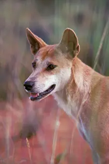 Pricked: Dingo - Alert with pricked ears