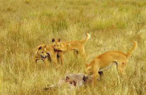 Dingo: Dingo - With animal kill