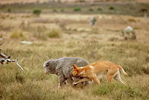 Dingos: Dingo - Attacking a sheep