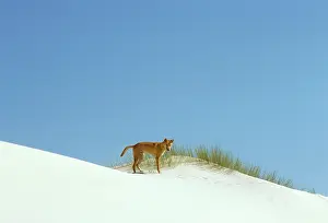 Dingos: Dingo - On the beach