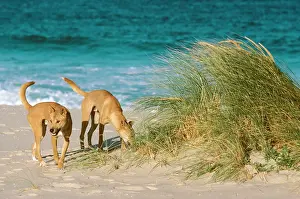 Dingo: Dingo - On the beach