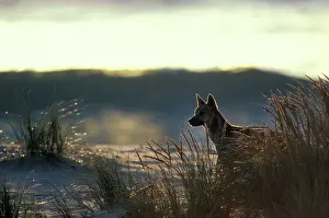 Dingos: Dingo - On beach at dusk