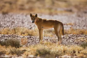 Stare: Dingo
