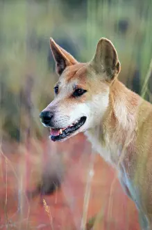 Dingo: DINGO