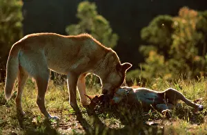 Dingo: Dingo (Canis familiaris dingo) female with pup