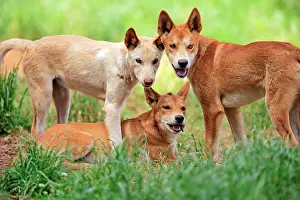 Phillip: Dingo (Canis familiaris dingo), group of adults