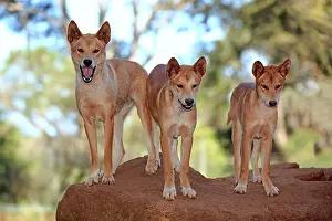 Phillip: Dingo (Canis familiaris dingo), pack of adults on