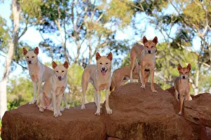 Phillip: Dingo (Canis familiaris dingo), pack of adults on