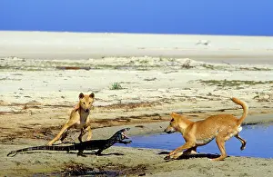 Monitors: Dingo (Canis lupus dingo) two animals with Lace
