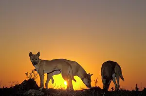 Dingo: Dingo (Canis lupus dingo) three animals, silhouetted