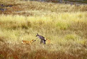 Dingo: Dingo (Canis lupus dingo) attacking Eastern grey kangaroo