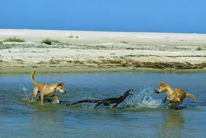 Dingo: Dingo (Canis lupus dingo ) attacking Lace monitor