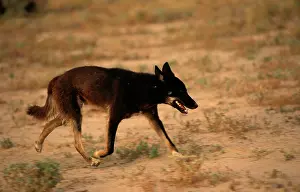 Strzelecki: Dingo (Canis lupus dingo ) with black coat. Strzelecki