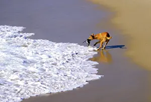 Dingo: Dingo (Canis lupus dingo) catching seabird at sea edge