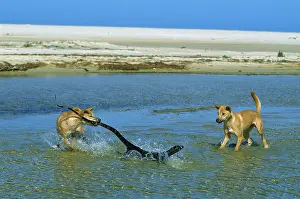 Dingo: Dingo (Canis lupus dingo ) chasing Lace monitor