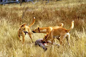 Dingo: Dingo (Canis lupus dingo) three - eating Eastern