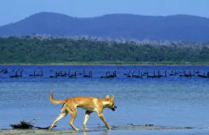 Dingo: Dingo (Canis lupus dingo) eyeing Black Swans as