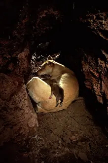 Dingo: Dingo (Canis lupus dingo), female and pups in den