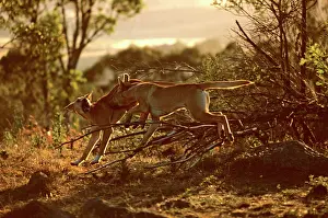 Dingo: Dingo (Canis lupus dingo) fighting