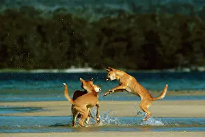 Dingo: Dingo (Canis lupus dingo) three fighting at waterIs edge