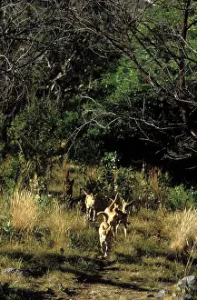 Dingo: Dingo (Canis lupus dingo ) group, walking on track