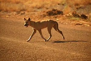 Prior: Dingo (Canis lupus dingo ) introduced to Australian