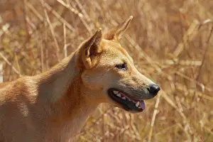 Primitive: Dingo (Canis lupus dingo), Kakadu National