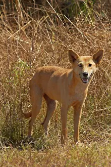 Primitive: Dingo (Canis lupus dingo), Kakadu National