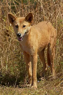 Primitive: Dingo (Canis lupus dingo), Kakadu National