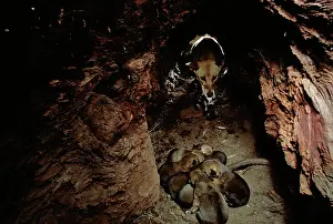 Entering: Dingo (Canis lupus dingo ) mother entering den