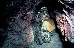 Dens: Dingo (Canis lupus dingo) mother and three-day-old