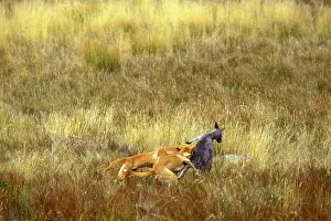 Dingo: Dingo (Canis lupus dingo) pair catching an Eastern