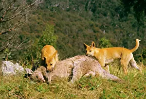 Dingo: Dingo (Canis lupus dingo) pair feeding on kangaroo carcass