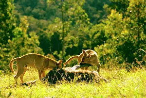 Dingo: Dingo (Canis lupus dingo) pair feeding on kangaroo carcass