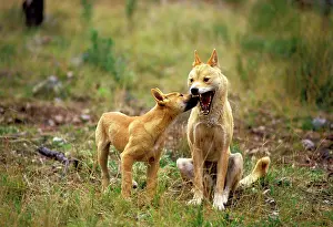 Submission: Dingo (Canis lupus dingo) pup showing submission to adult
